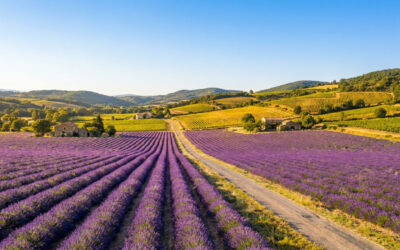 Best time to visit Provence